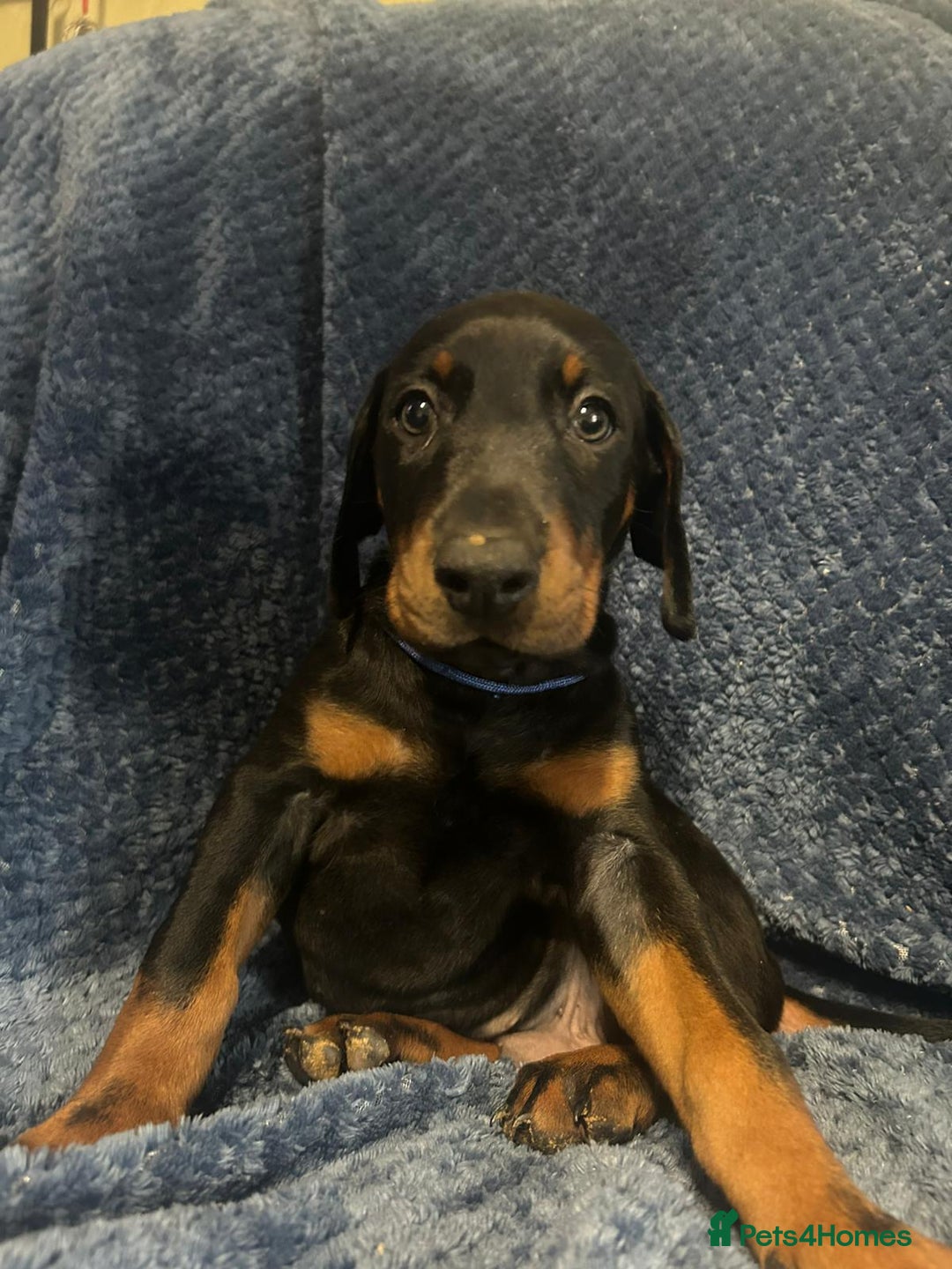 Dobermann dogs for sale: 7 handsome doberman pups - Image 6