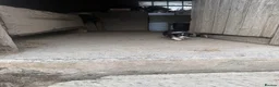 Border Collie dogs for sale: Border collie pups for sale - Advert 7