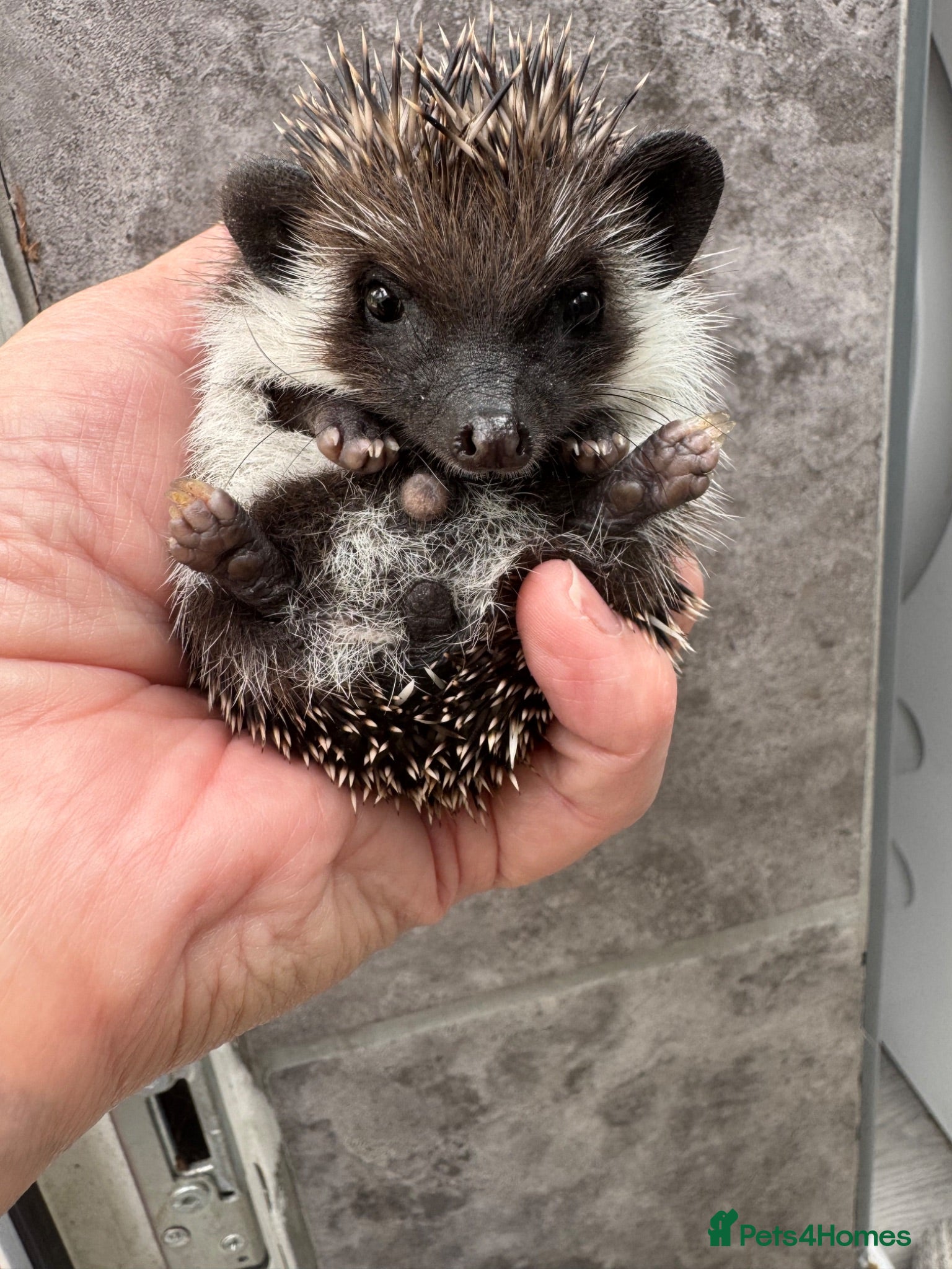 Pygmy Hedgehog rodents 9wk old  APH hoglets /friendly/  take home today  - Advert 2