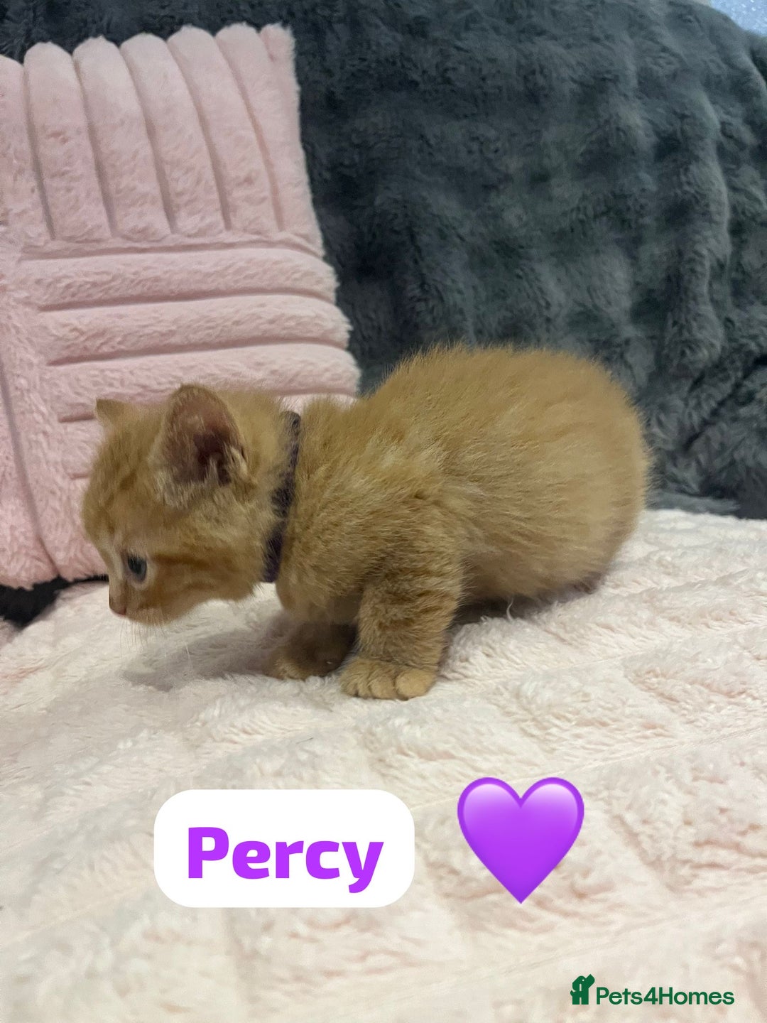 Mixed Breed cats for sale: 🐾 8 Beautiful kittens….🩵🩷 - Advert 9