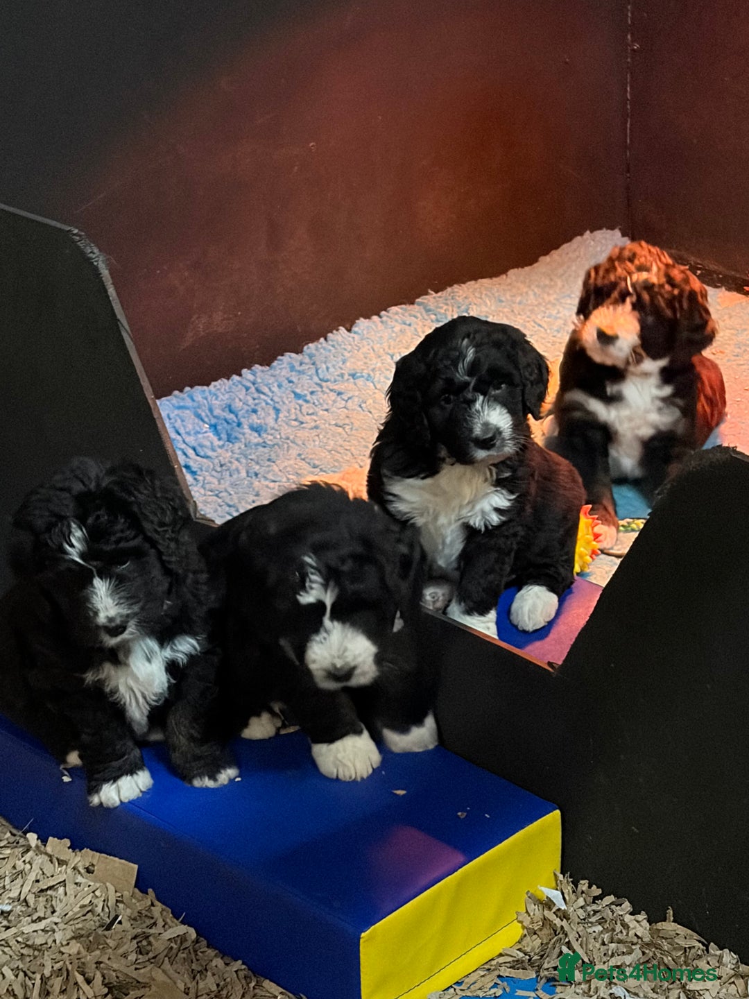 Bernedoodle dogs for sale: 🩷 Chunky Bernedoodles with TRI🩷 - Advert 19