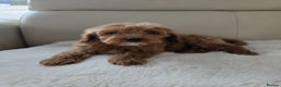 Cavapoo dogs for sale: Cavapoobabiesuk litter has arrived - Advert 9