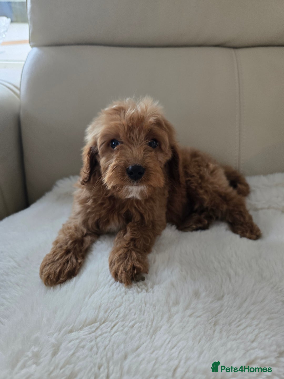 Cavapoo dogs for sale: Cavapoobabiesuk litter has arrived - Advert 9