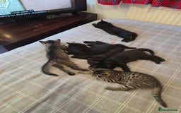 Mixed Breed cats for sale: Ghost tabby - Image 6