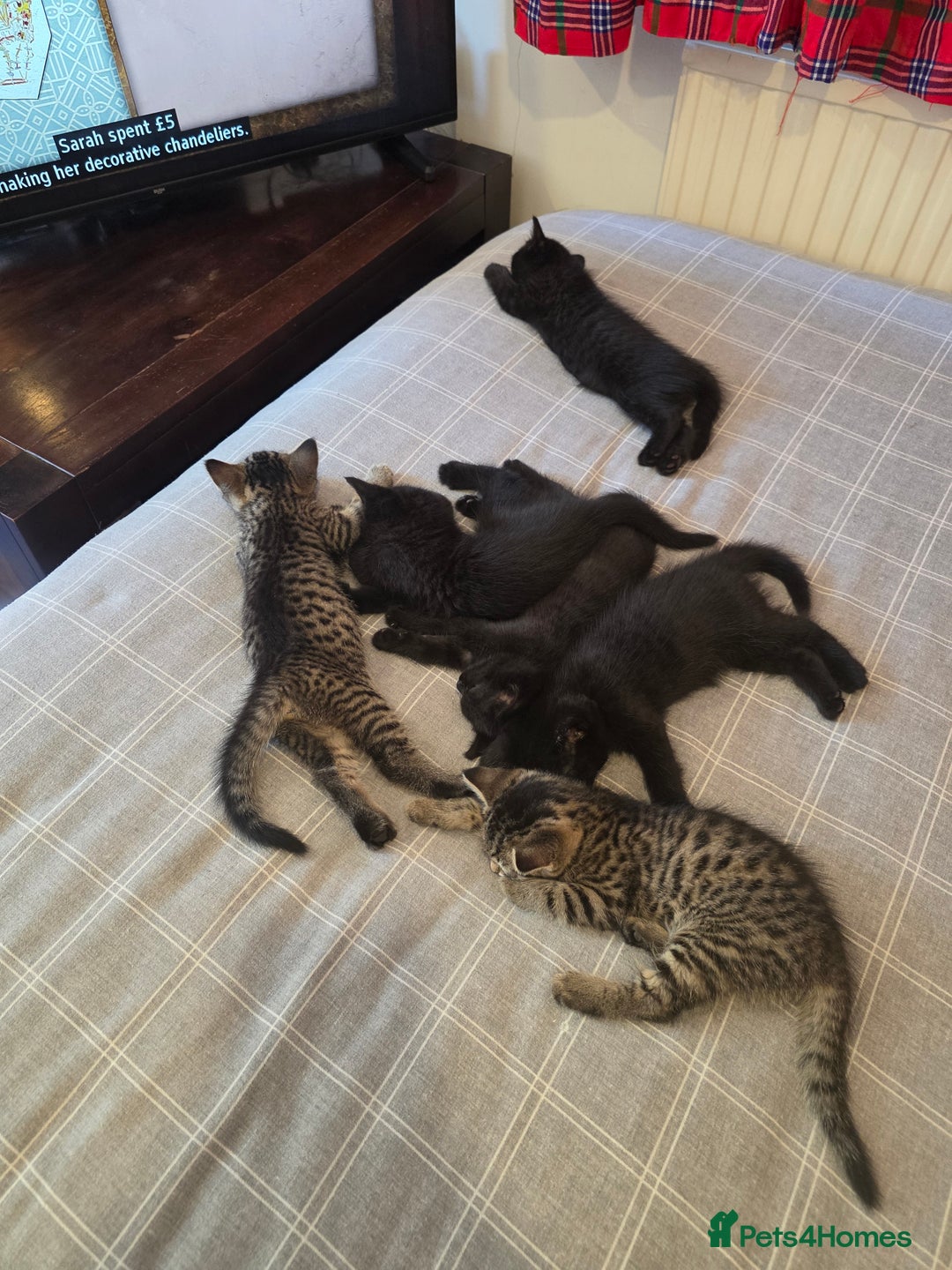 Mixed Breed cats for sale: Ghost tabby - Image 6