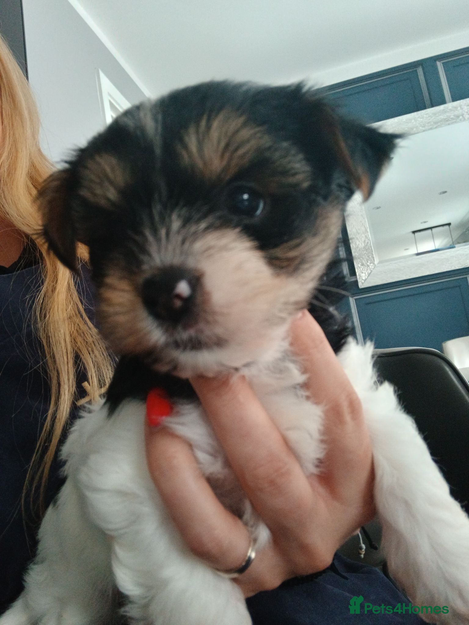 Biewer Terrier dogs  Mini Purebred Biwer Yorkshire Terrier Puppie - Advert 2