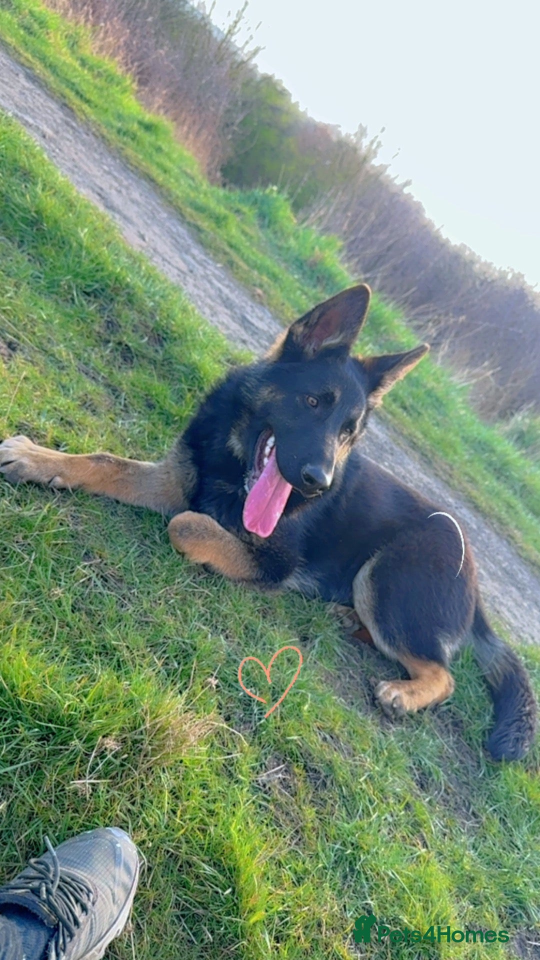 German Shepherd dogs German shepherd dog  - Advert 5