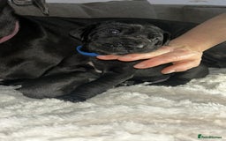 Great Dane dogs for sale: Great dane puppies for sale  - Image 4