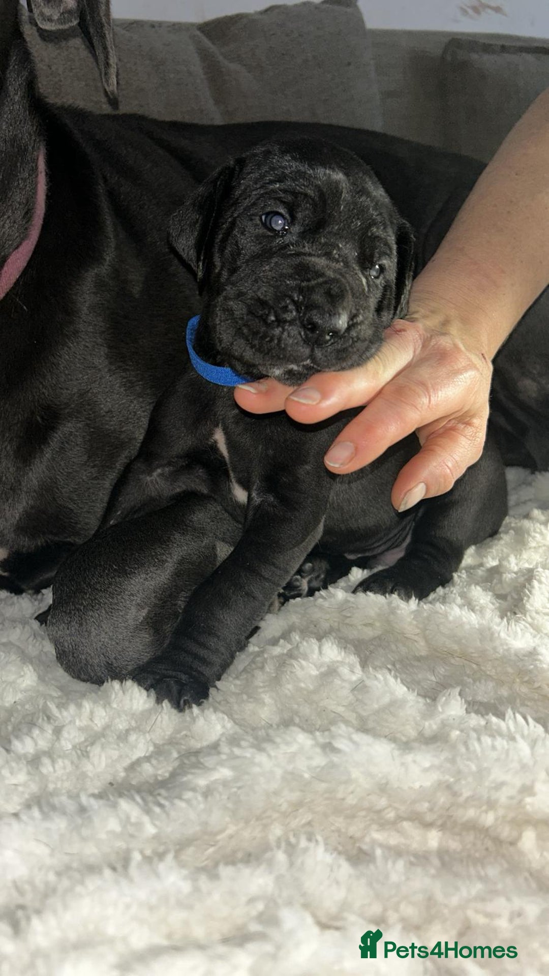 Great Dane dogs for sale: Great dane puppies for sale  - Image 4