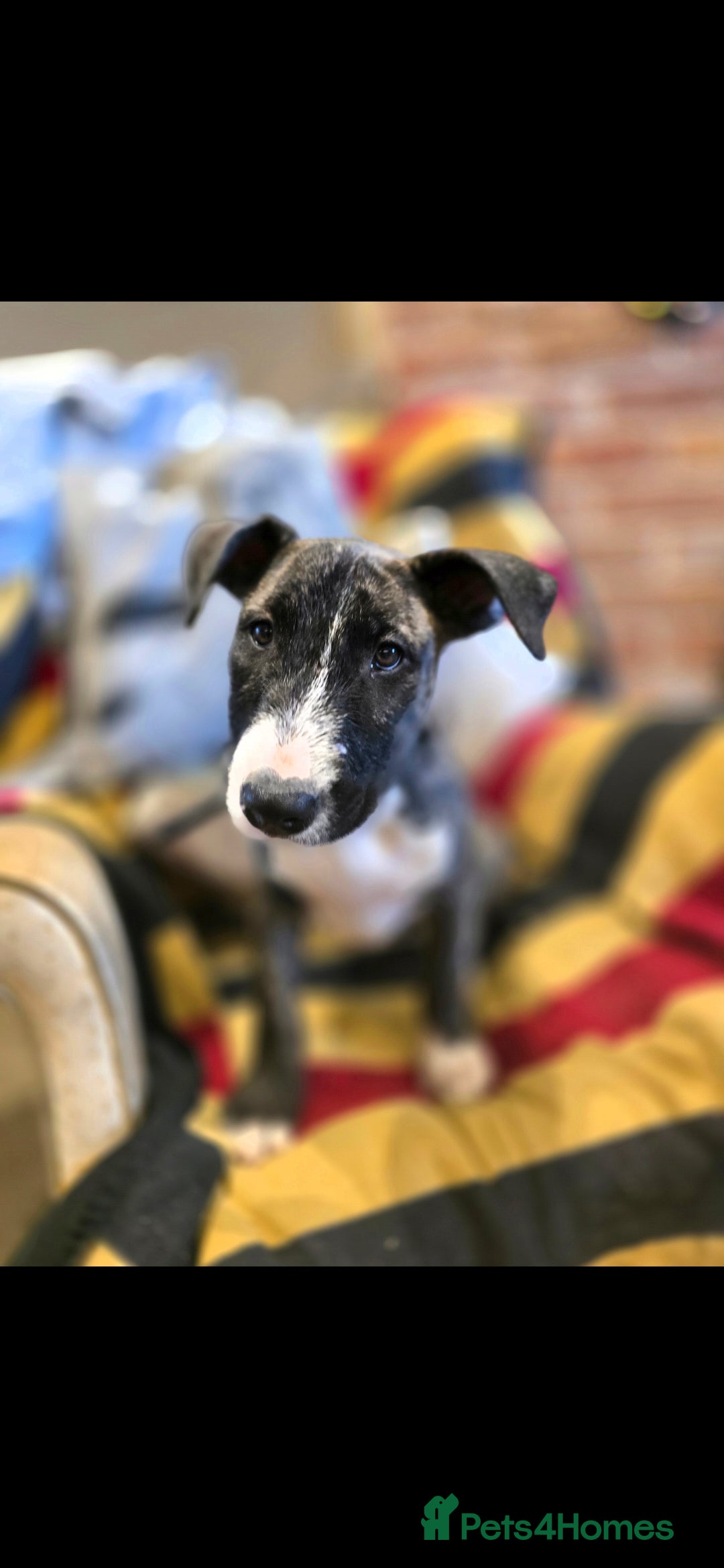 English Bull Terrier dogs for sale: Potato on legs - Advert 18