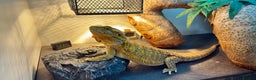 Bearded Dragon reptiles for sale: Beautiful Female bearded dragon with full set up  - Advert 23