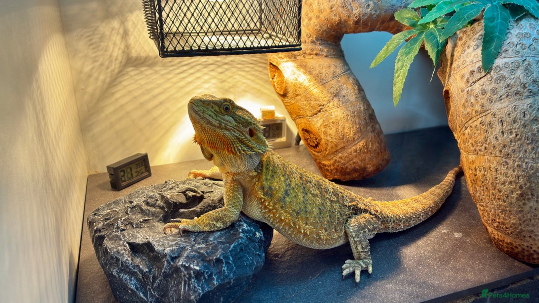 Bearded Dragon reptiles for sale: Beautiful Female bearded dragon with full set up  - Advert 23