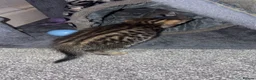 Savannah cats for sale: Savannah kittens  in Taunton - Advert 12