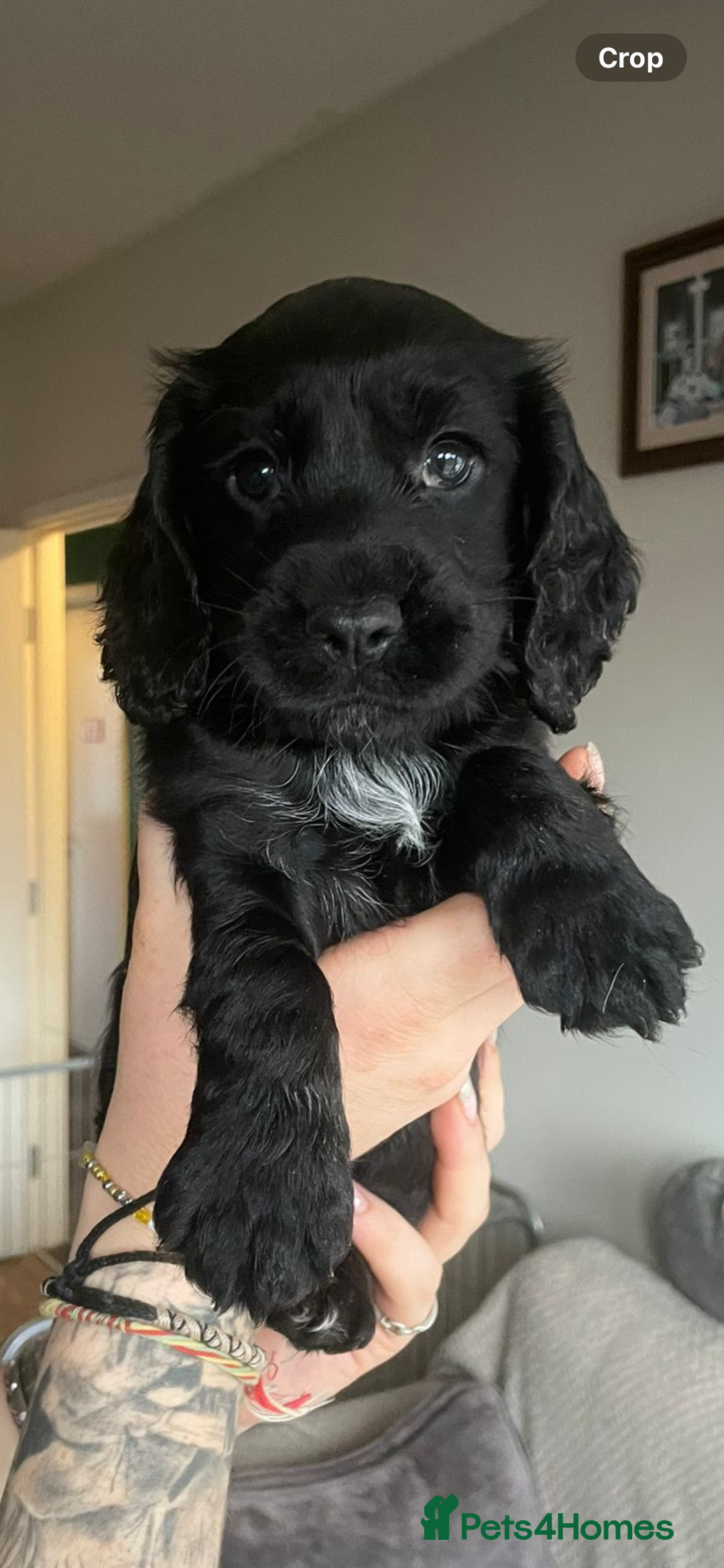 Cocker Spaniel dogs for sale: Beautiful kc registered working cocker spaniels - Advert 12