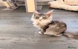 Maine Coon cats for sale: Gorgeous girl Mia for sale - Advert 2