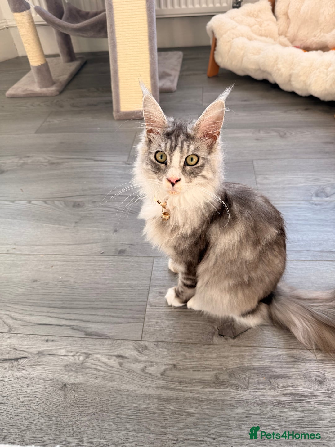 Maine Coon cats for sale: Gorgeous girl Mia for sale - Advert 2