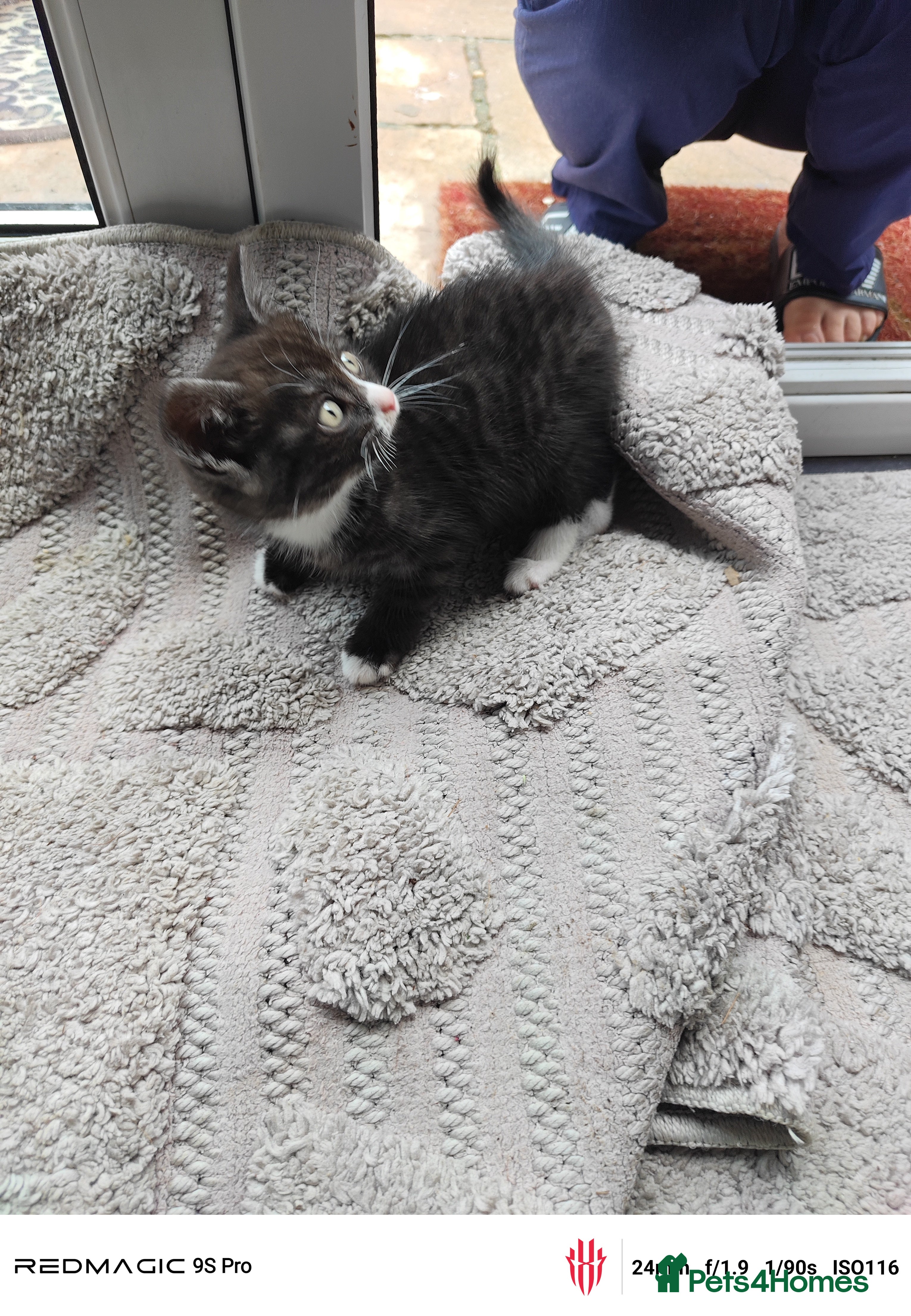 British Shorthair cats for sale: Mixed British Short hair - Advert 14