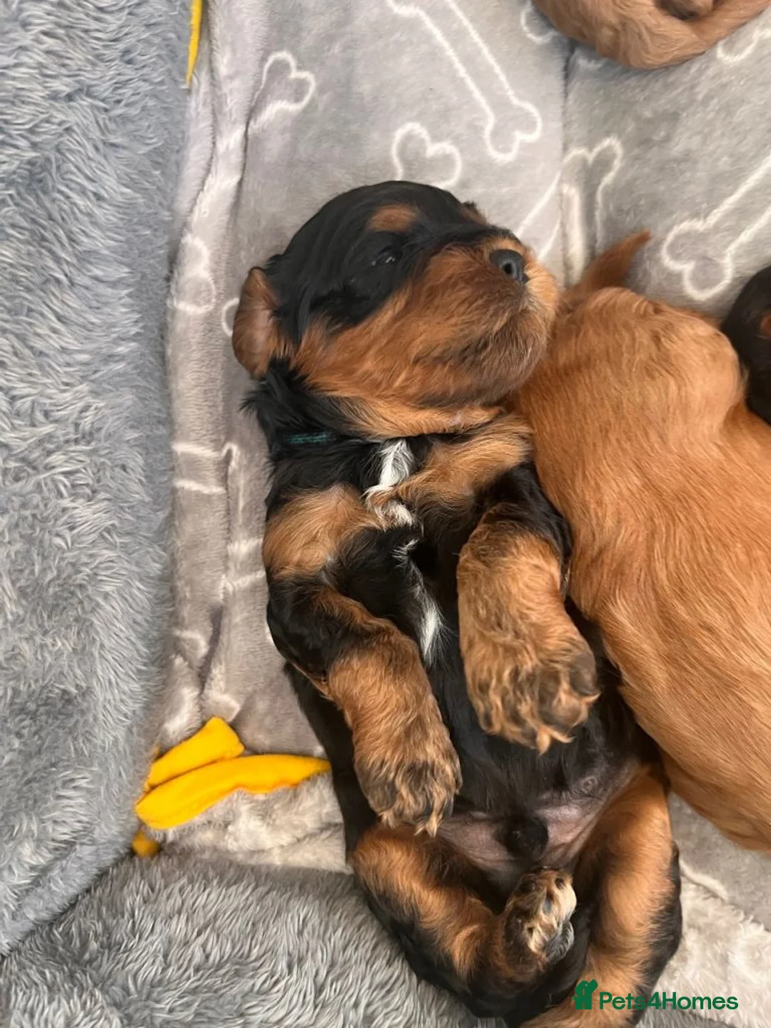 Cavapoo dogs for sale: Stunning Cavapoo Puppies Ready For Homes - Advert 2