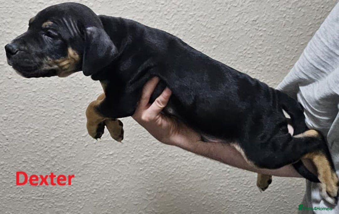 Mixed Breed dogs for sale: Confident & Well-Socialised Presa x Staffy Pups - Image 20