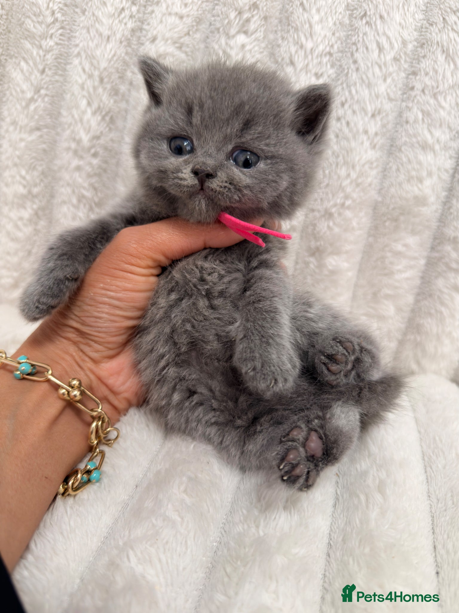 British Shorthair cats READY NOW 💙 Blue British Shorthair Kittens 💙 - Advert 1