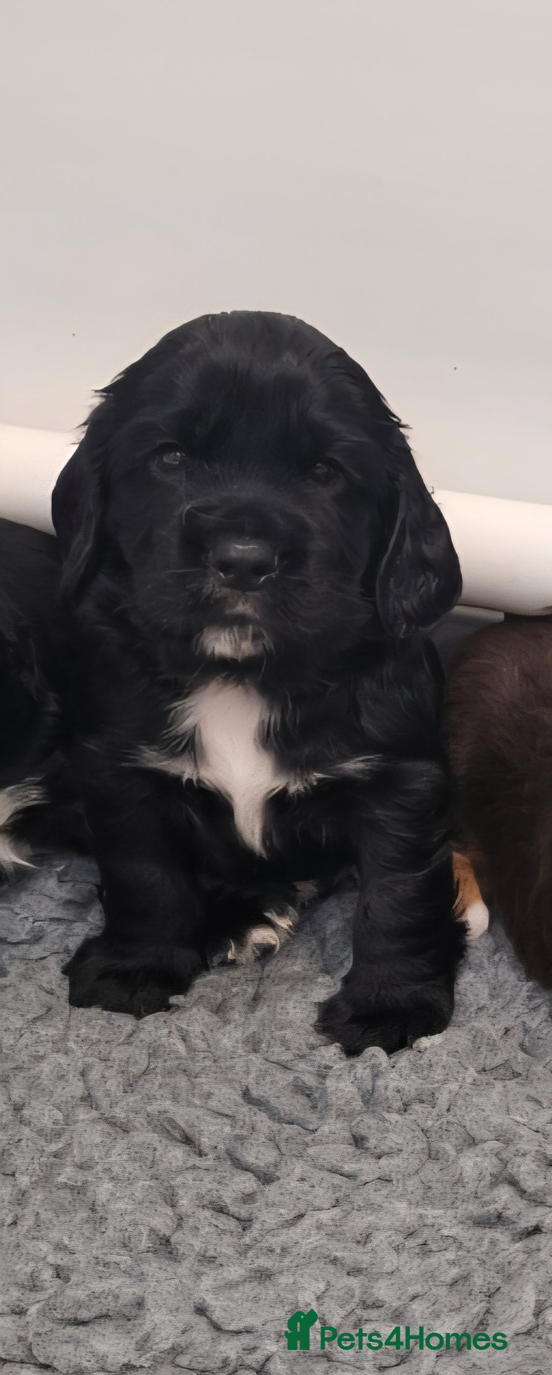 Cocker Spaniel dogs for sale: Beautiful Working Cocker Spaniel Puppies  - Image 1