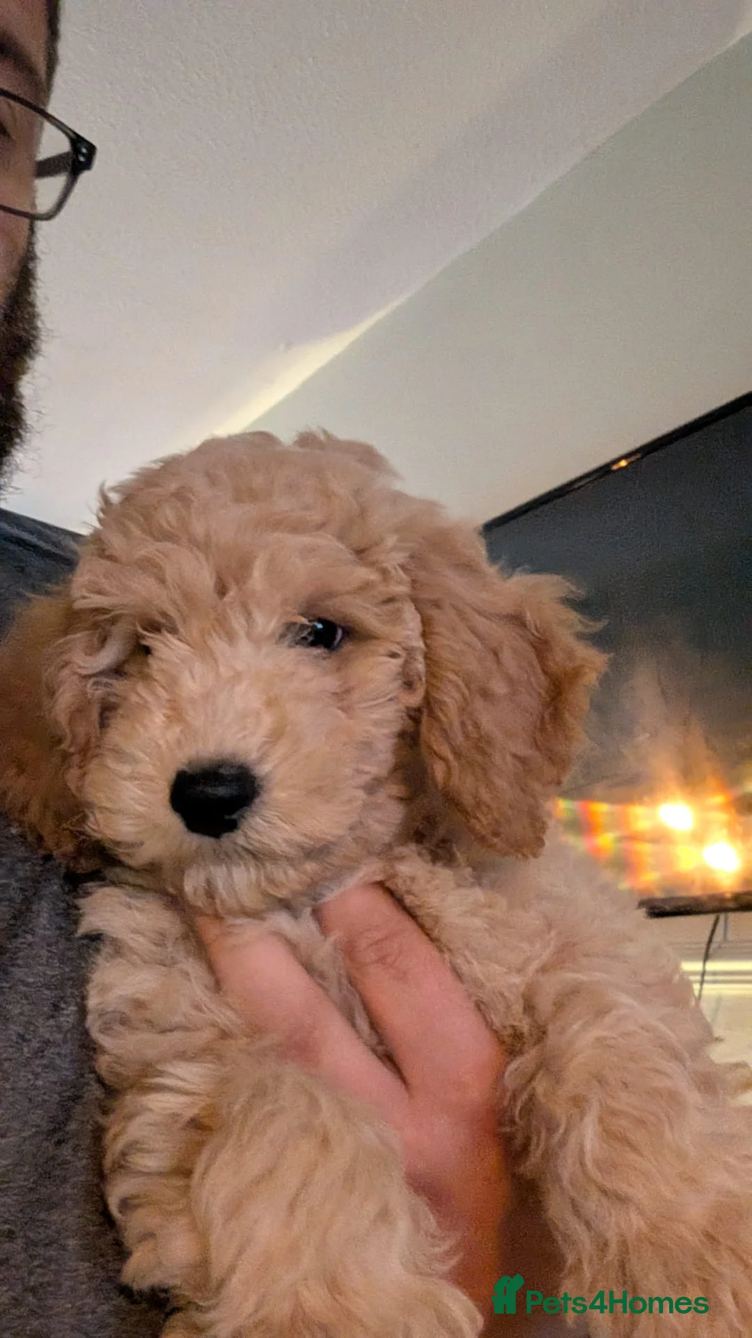 Poochon dogs for sale: Poochon puppys in Salford - Advert 4