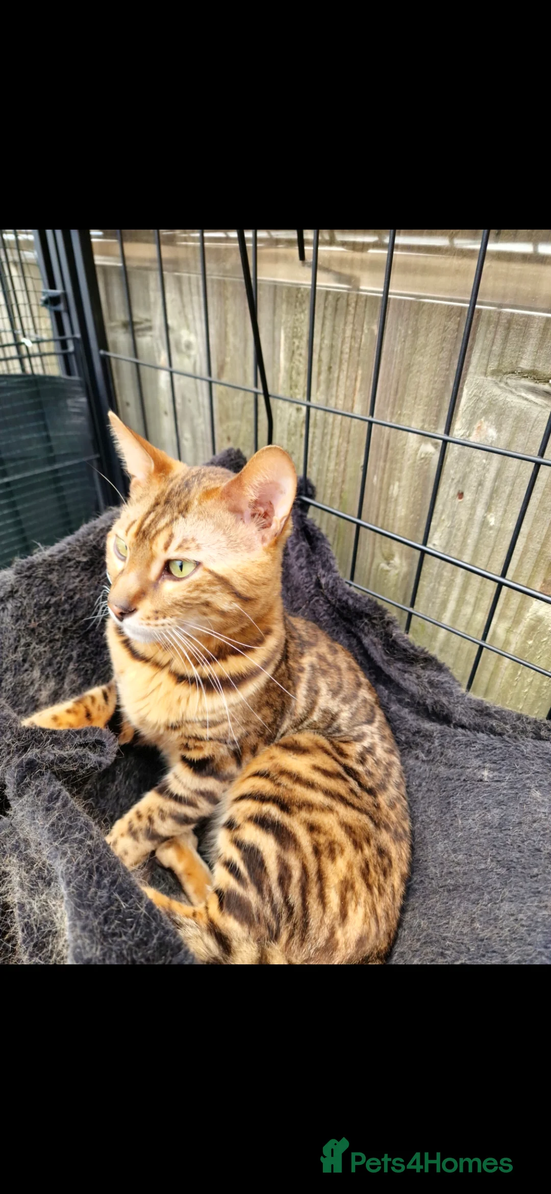 Bengal cats for sale: Beautiful Bengal Boy in Southampton - Advert 2