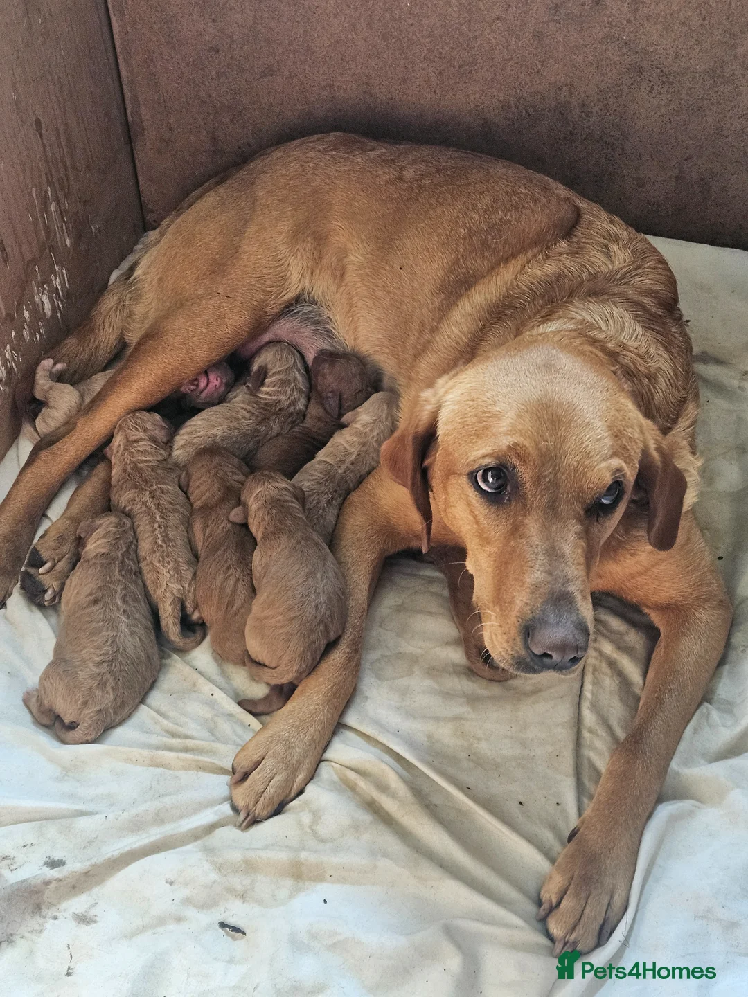 Labradoodle dogs for sale: Rare F1 Labradoodle Puppies KC Registered  in Ruthin - Advert 1