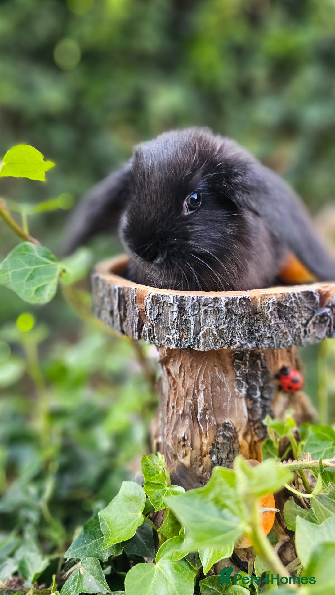 French Lop rabbits for sale: French Lop Bunnies 🐰  - Image 21