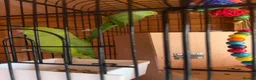 Ringnecks birds for sale: Rio & Frankie  in Tewkesbury - Advert 5