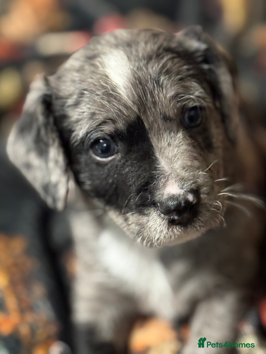 Patterjack dogs for sale: Two beautiful puppies for sale £350 each  - Advert 1