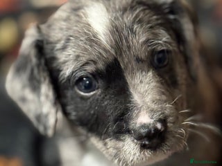 Patterjack dogs Two beautiful puppies for sale £350 each - Advert 5