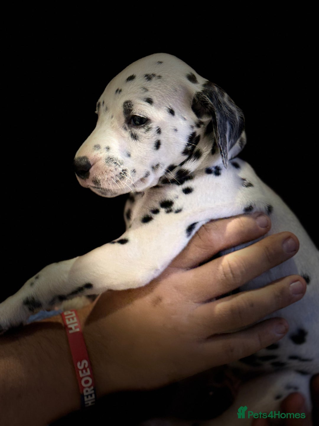 Dalmatian dogs for sale: 🐾2 left🐾 top pedigree pups - Advert 6