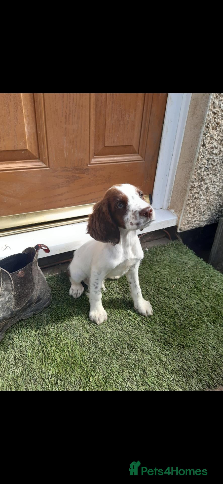 English Springer Spaniel dogs Kc registered English springer spaniel puppies - Advert 7