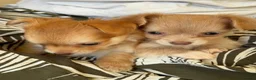 Chihuahua dogs for sale: Beautiful Long-Haired Chihuahua Puppies ❤️ - Advert 17
