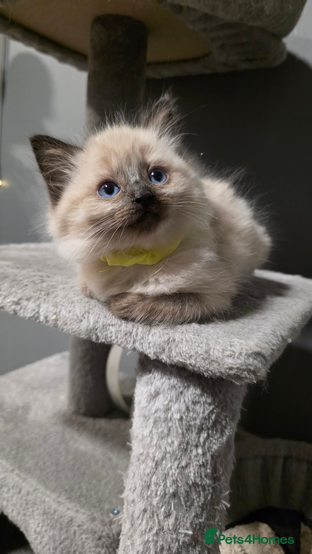 Ragdoll cats for sale: Adorable Ragdoll Kittens  - Advert 6