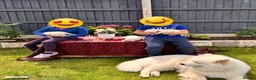 Samoyed dogs for sale: Bundle of joy 3 Puppy - Advert 15