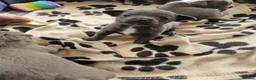Chihuahua dogs for sale: Five Smoothcoat Chihuahua puppies for sale - Advert 34