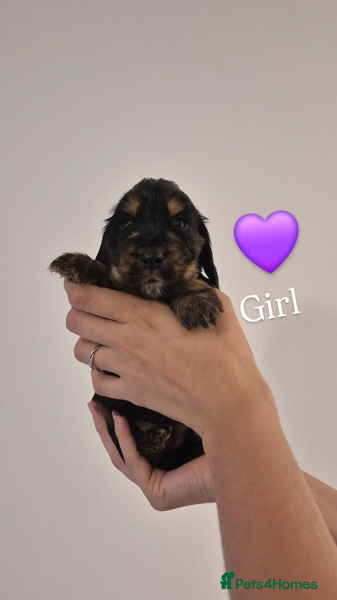 Cocker Spaniel dogs for sale: Kc show cocker spaniel puppies - Image 10