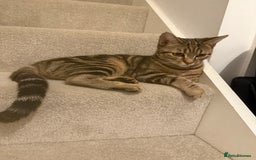 Bengal cats for sale: Cute bengal mixed British shorthair kitten  - Advert 5