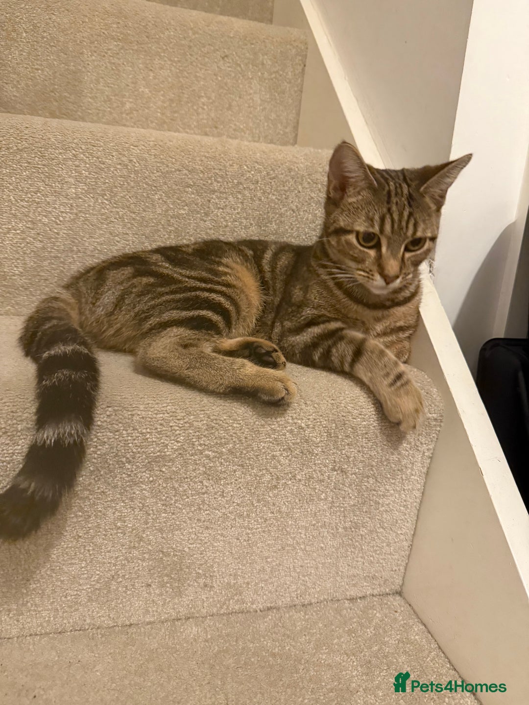 Bengal cats for sale: Cute bengal mixed British shorthair kitten  - Advert 5