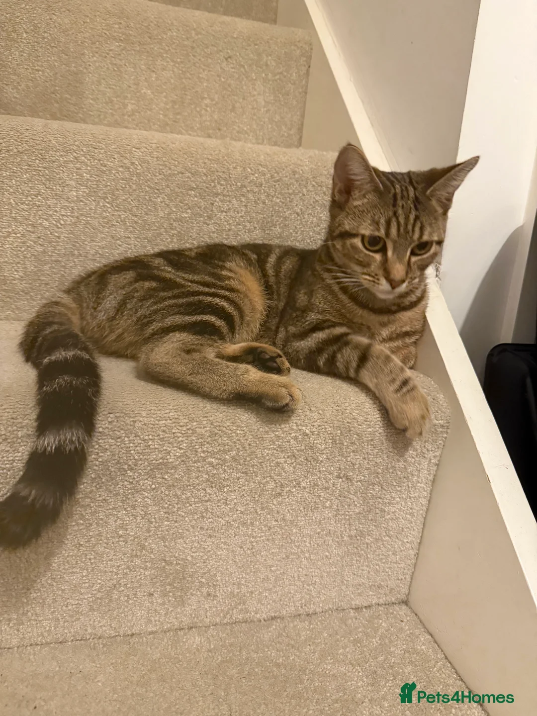 Bengal cats for sale: Cute bengal mixed British shorthair kitten  - Advert 5