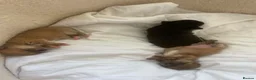 Chihuahua dogs for sale: Chihuahua Puppies in Southport - Advert 8
