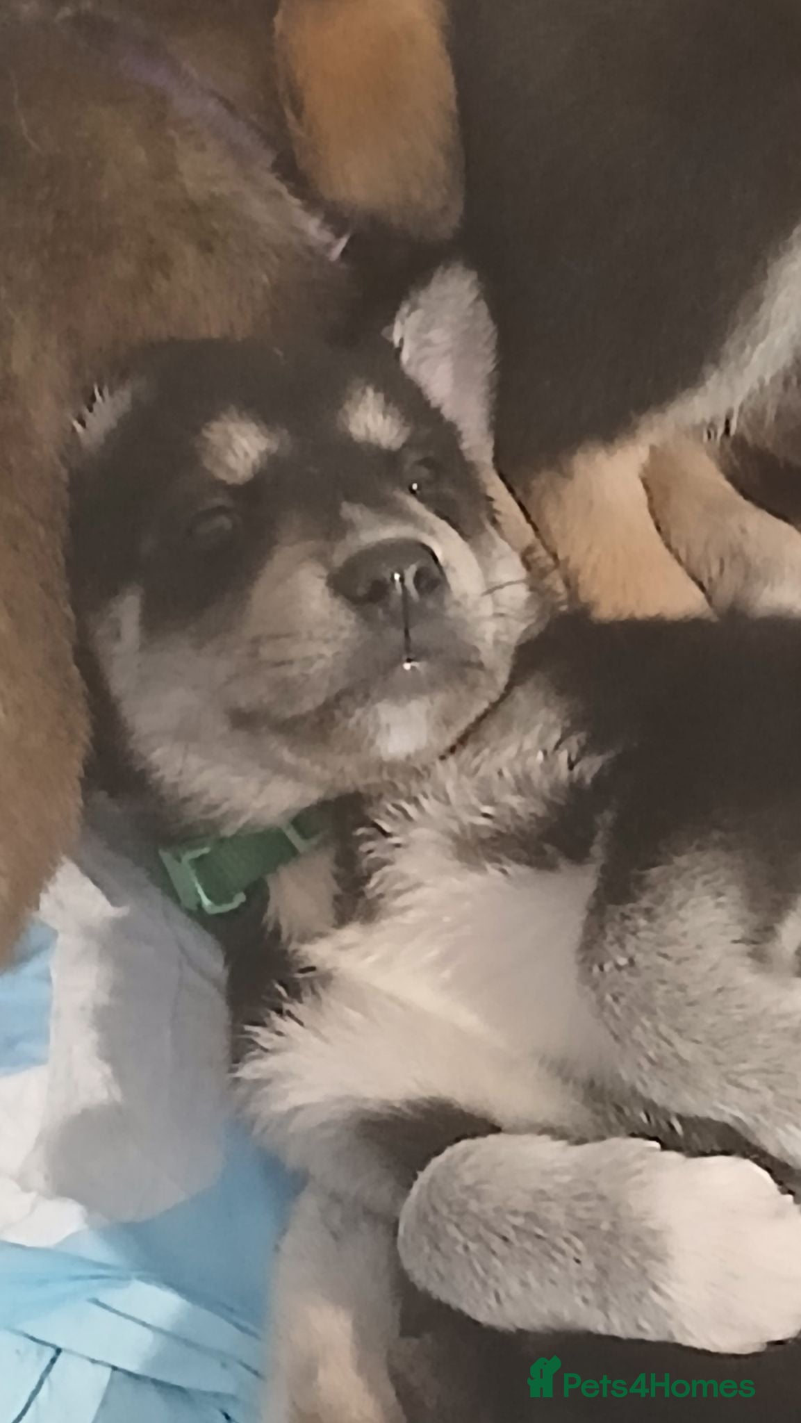 Mixed Breed dogs Huskador  - Advert 11