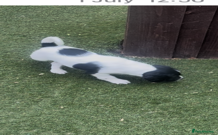 Sprocker dogs - Advert 1
