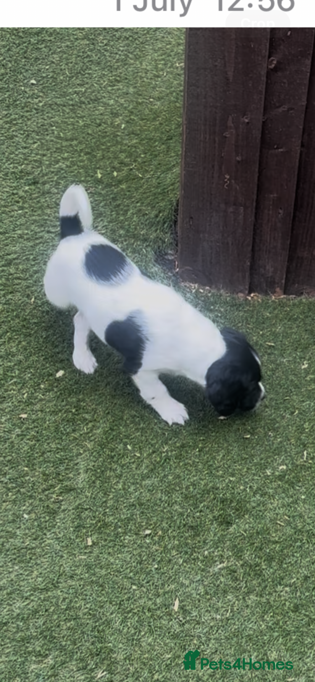 Sprocker dogs for sale: JUST ONE SUPER BOY LOOKING FOR HIS FAMILY 🖤 - Image 2