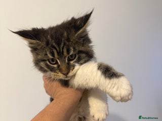 Maine Coon cats Maine Coon kitties - Advert 1