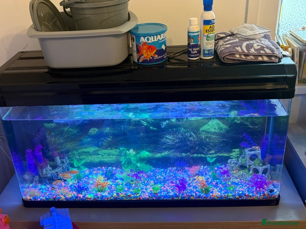 Fancy Goldfish fish - Advert 1