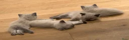 Ragdoll cats for sale: RAGDOLL KITTENS £525 ONLY 2 LEFT - Advert 4