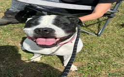 Mixed Breed dogs for adoption: Lovely staffie cross bulldog  - Image 2